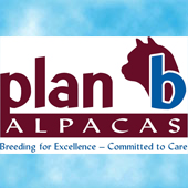 Plan B Alpacas